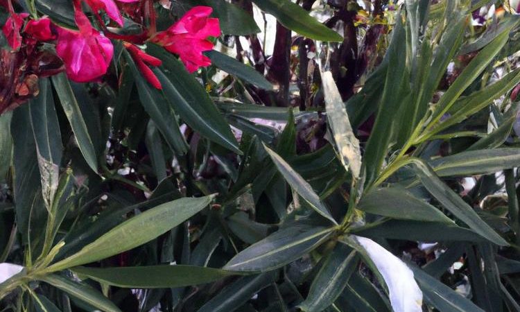 Czy oleander może zimować w ogrodzie?